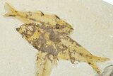 Shale With Three Fossil Fish (Knightia) - Wyoming #320396-2